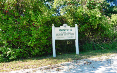Montauk Nature Walk Recap