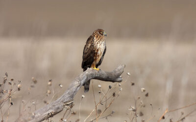 The Northern Harrier