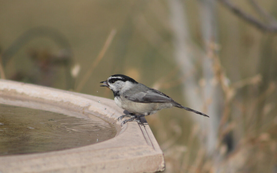 Chickadees