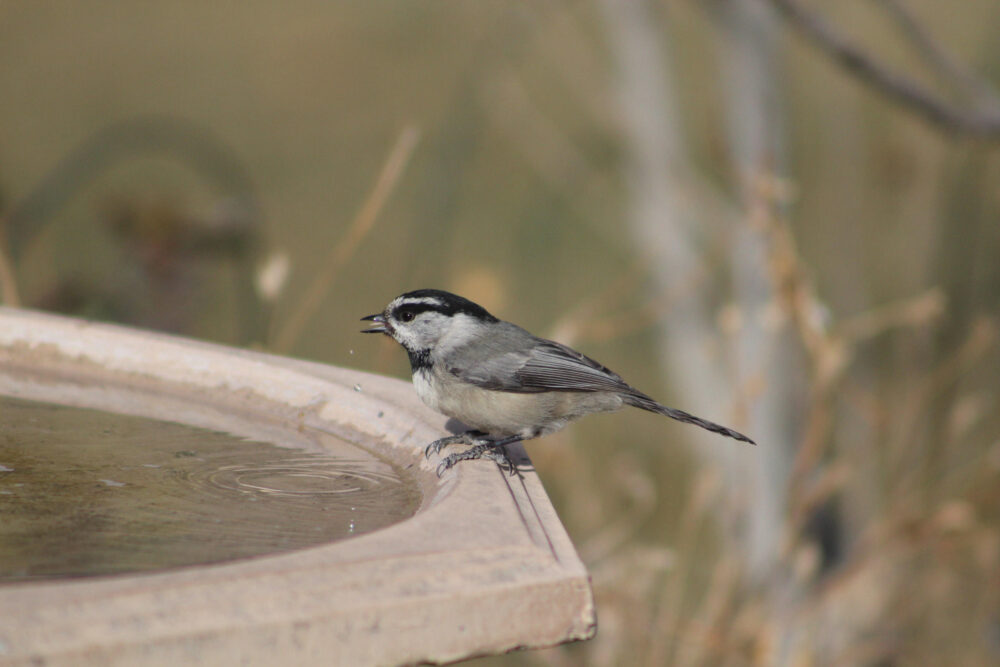 a1_5618_1_mountain-chickadee_lillian_derwelis_adult