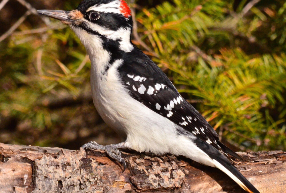 Woodpeckers