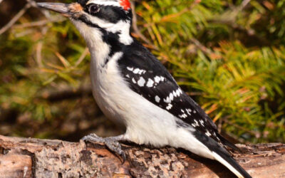 Woodpeckers