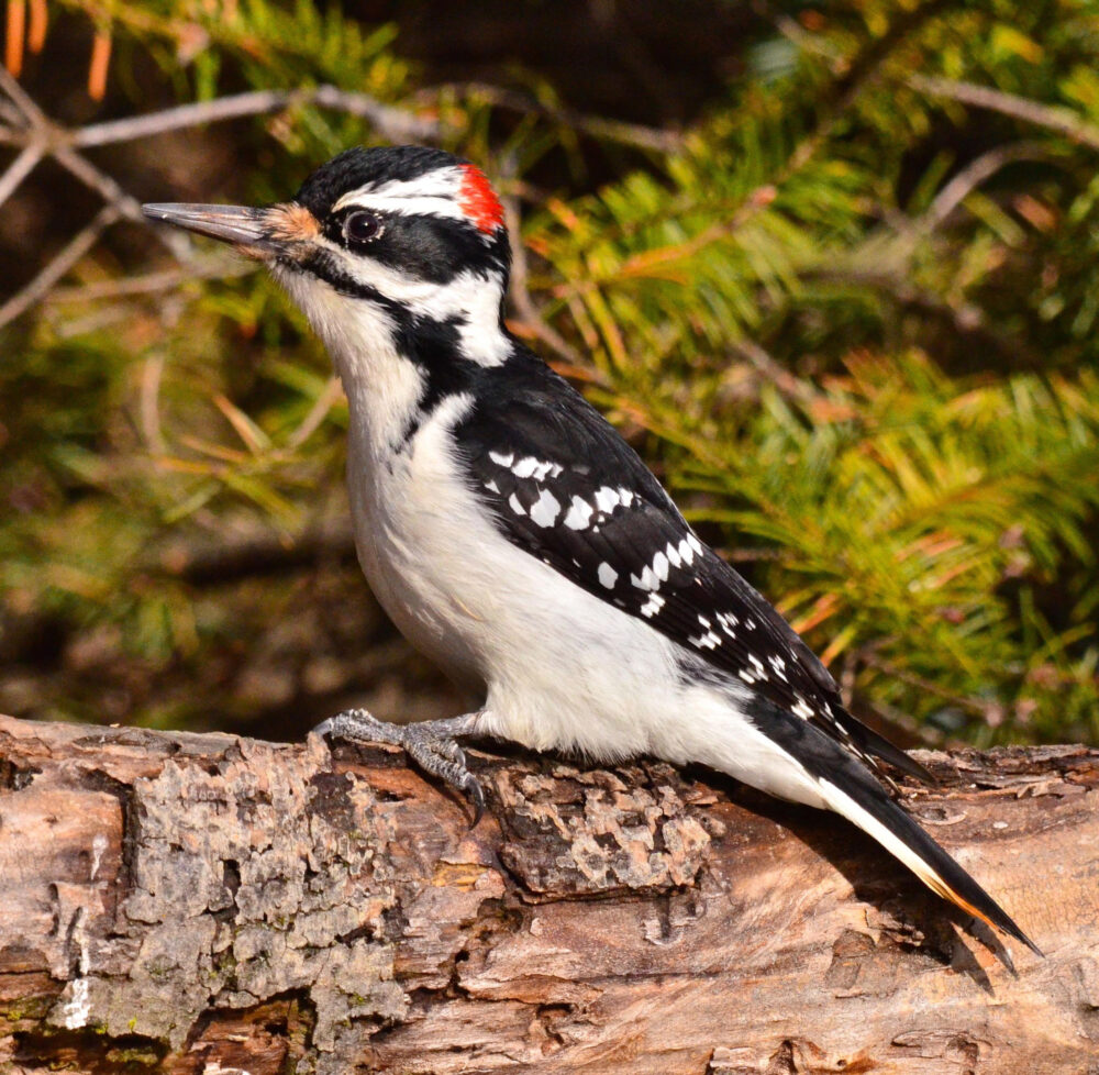 hairy-woodpecker_001_winter_montana_eugenebecks_flickrccby-nd-2.0_adult-male