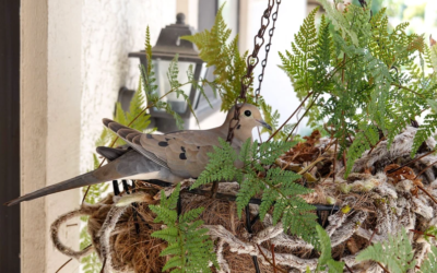 What Should I Do If I Find a Nest Where It Doesn’t Belong?