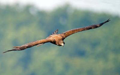 Audubon Aims to Reduce Poisoning of Eagles