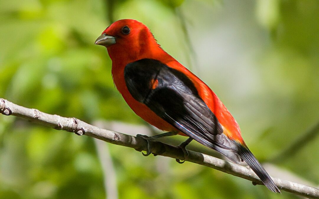 How Birds Fare in the New State Budget