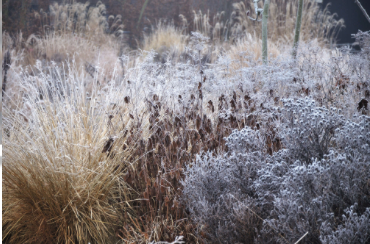 Winterizing your Garden for Birds