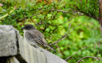 Connetquot River State Park Preserve Bird & Breakfast Program