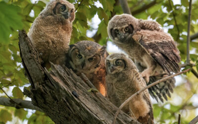 The Owl
