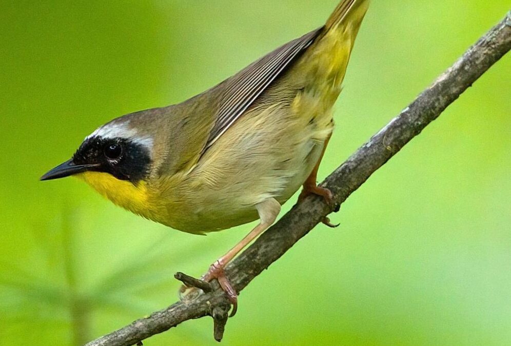 Jamaica Bay Walk Recap