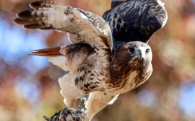 Bird Trip
