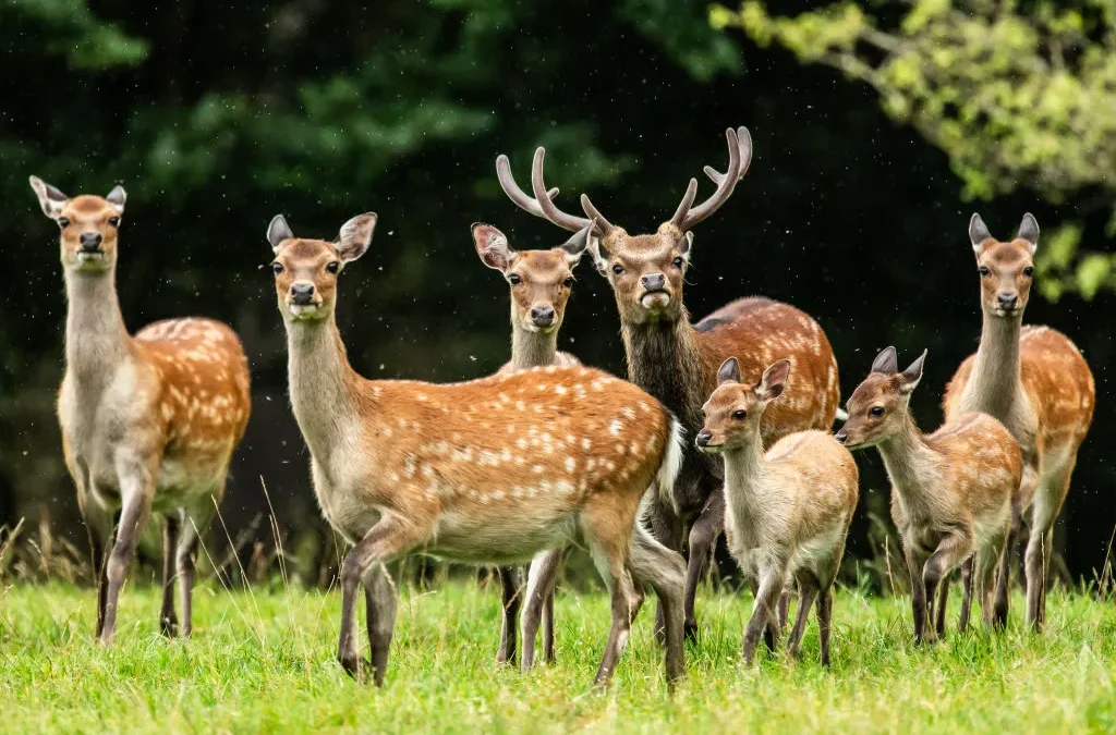 Sika Deer on Long Island