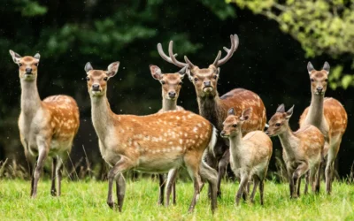 Sika Deer on Long Island