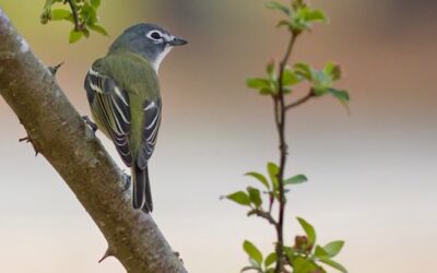 Connetquot River State Park and Central Park Field Trips By John Gluth