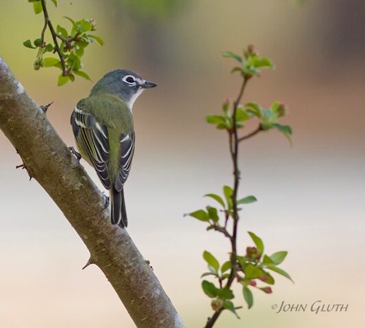 Connetquot River State Park and Central Park Field Trips By John Gluth