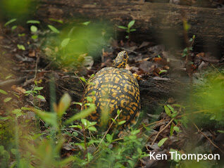 Belmont Lake State Park Bird Walk