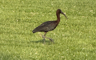 A Little Birdie Told Me… Q & A with Brooke Ramirez, owner of Wild Birds Unlimited in Oakdale and East Setauket