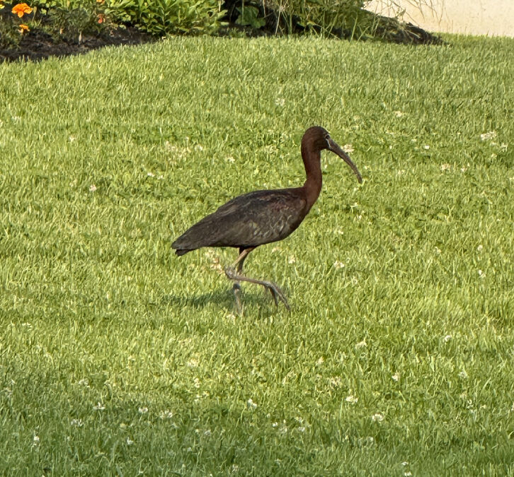 A Little Birdie Told Me… Q & A with Brooke Ramirez, owner of Wild Birds Unlimited in Oakdale and East Setauket