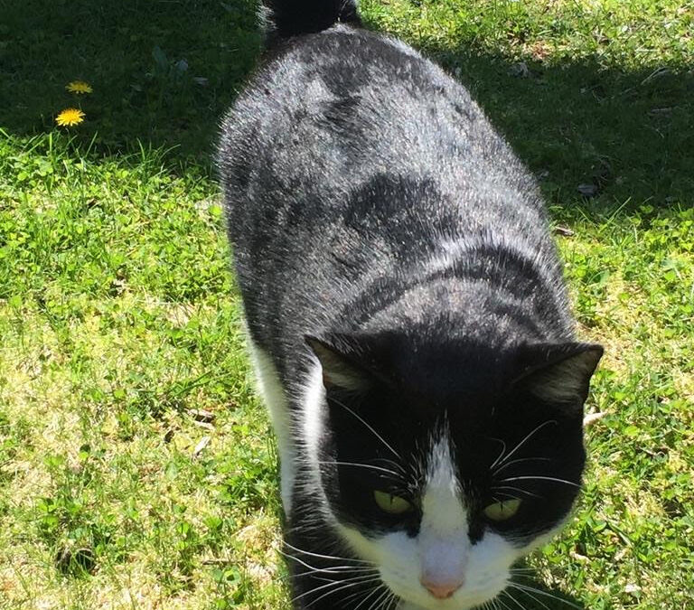 Jeff and the Yard Birds