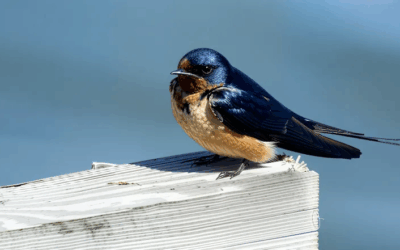 The Many Ways of Birding by Karen Andres