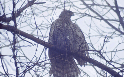Arguing I.D. by Steven D’Amato