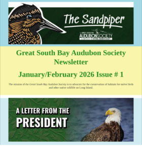 Sandpiper12026