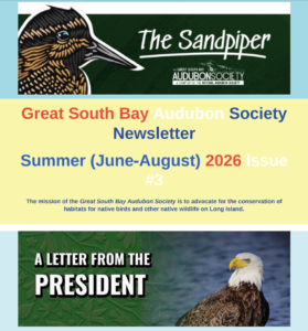 Sandpiper62026